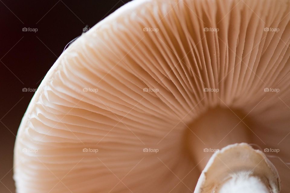 Mushroom gills macro photography