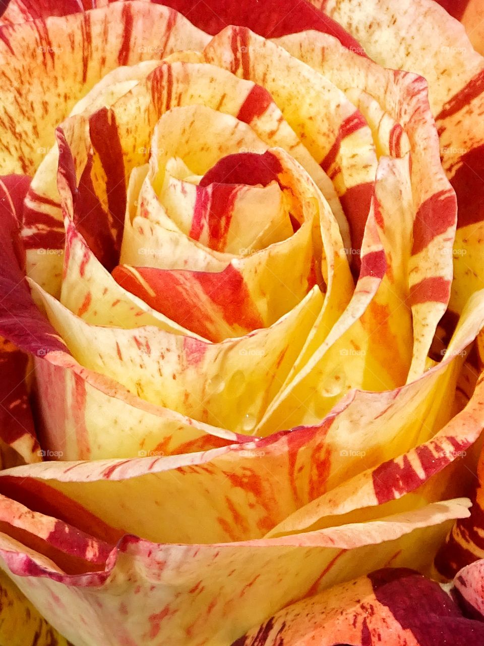 The beauty of the flowers