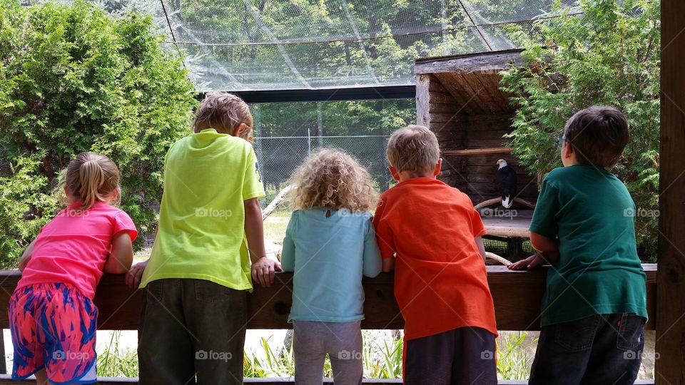 View At The Zoo. Admiring the American Bald Eagle at the zoo.