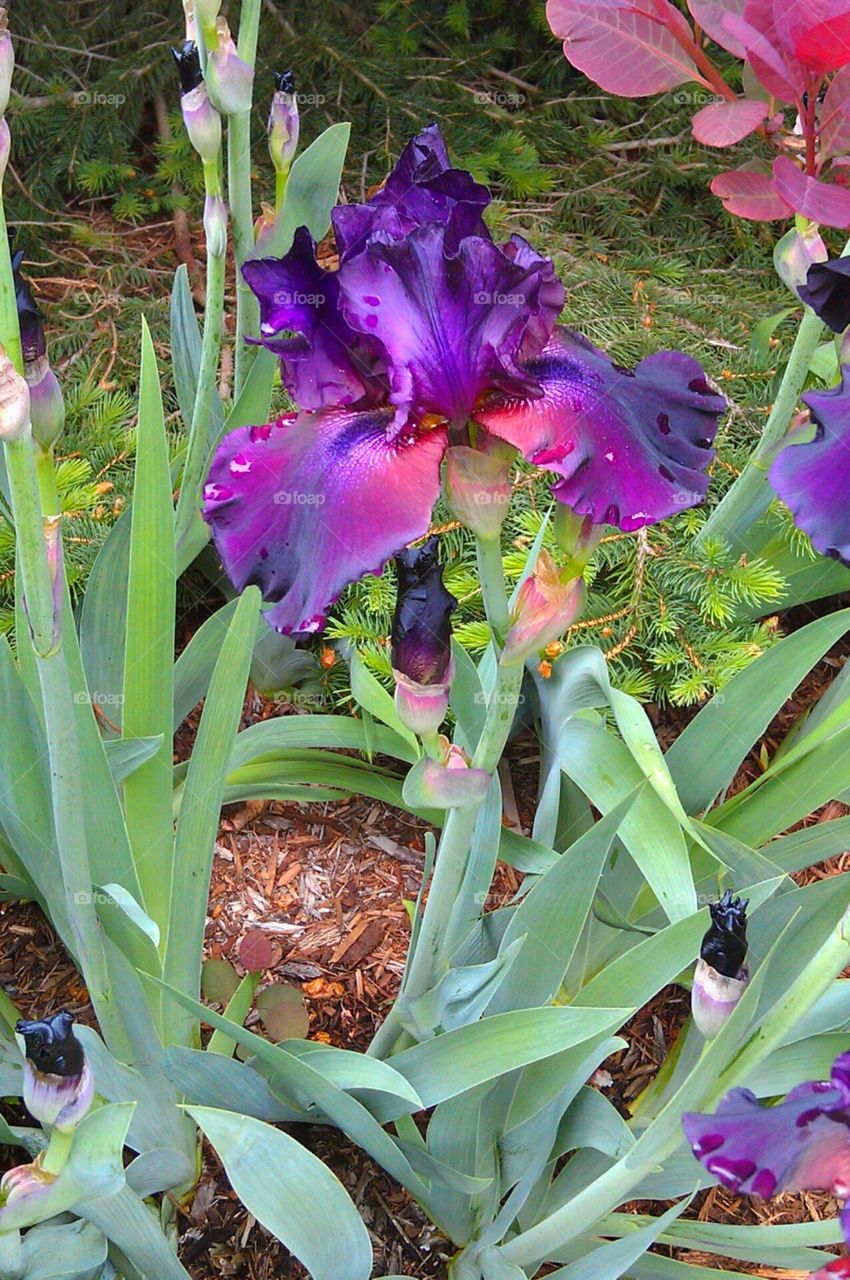 Deep Purple Iris