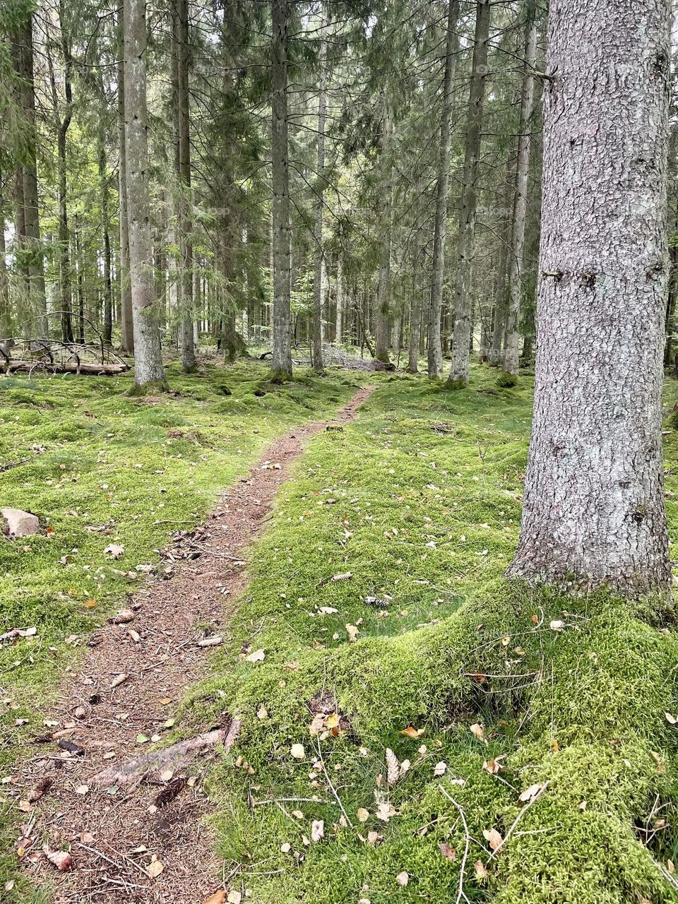 A beautiful path in the green forest in Sweden. Magical silence and a dreamy place to wonder with your thoughts.