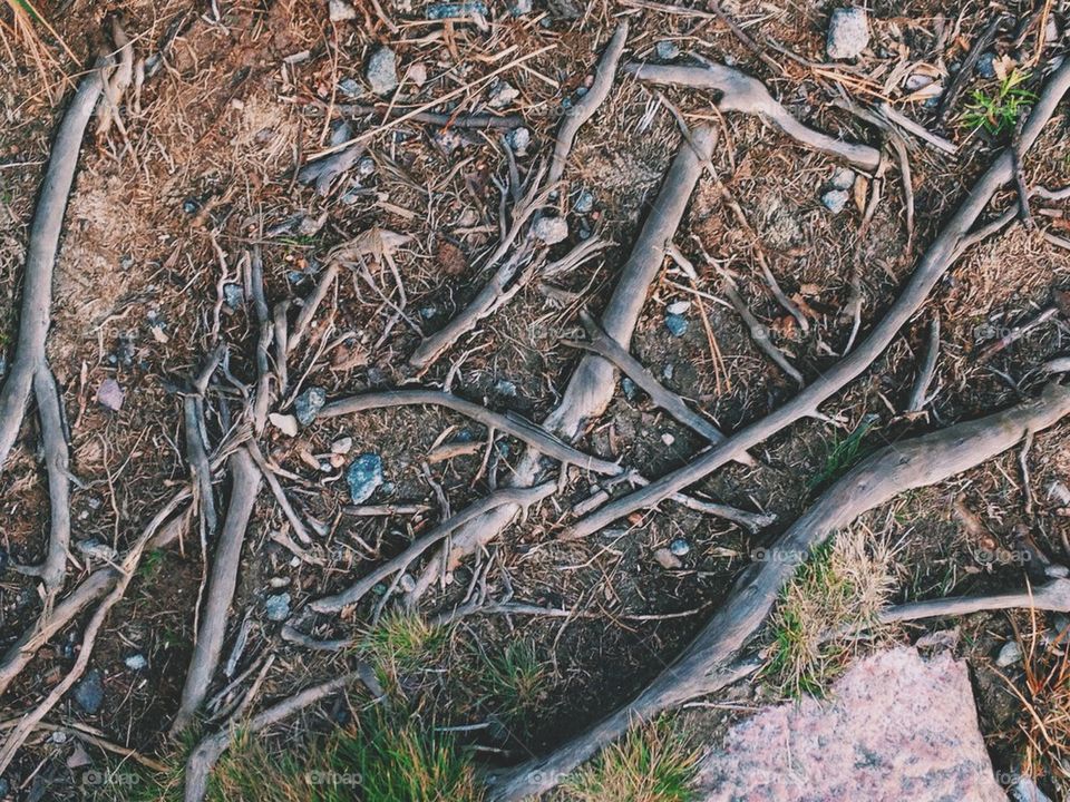 Twigs on forest floor