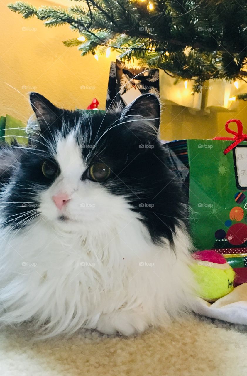 Tuxedo cat and presents