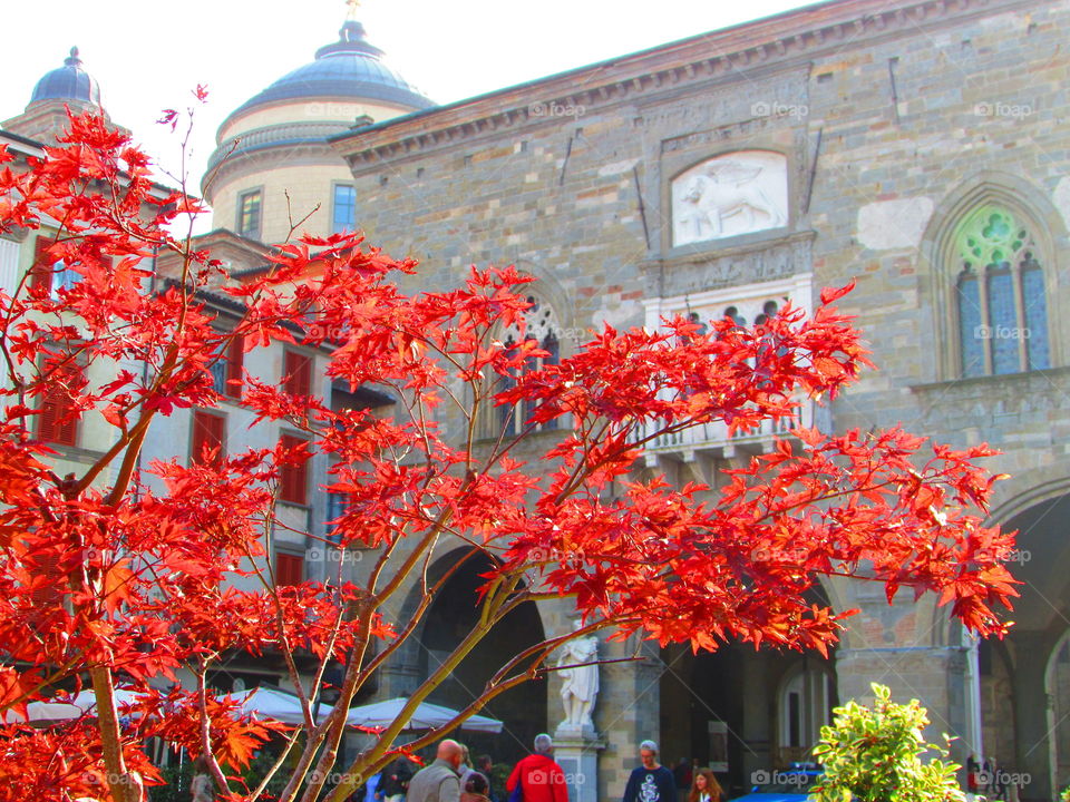 The main square of Bergamo is full of flowers