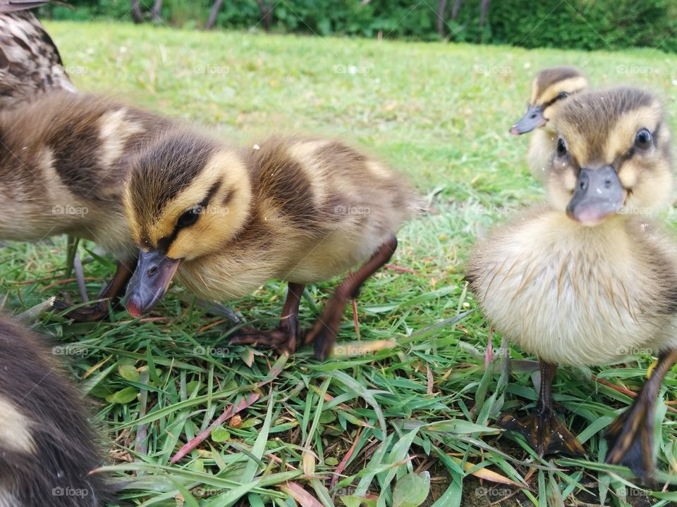 Baby duck with attitude. Baby ducks with cute faces