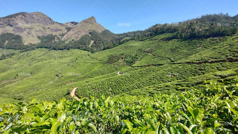 "Nature is pleased with simplicity." 