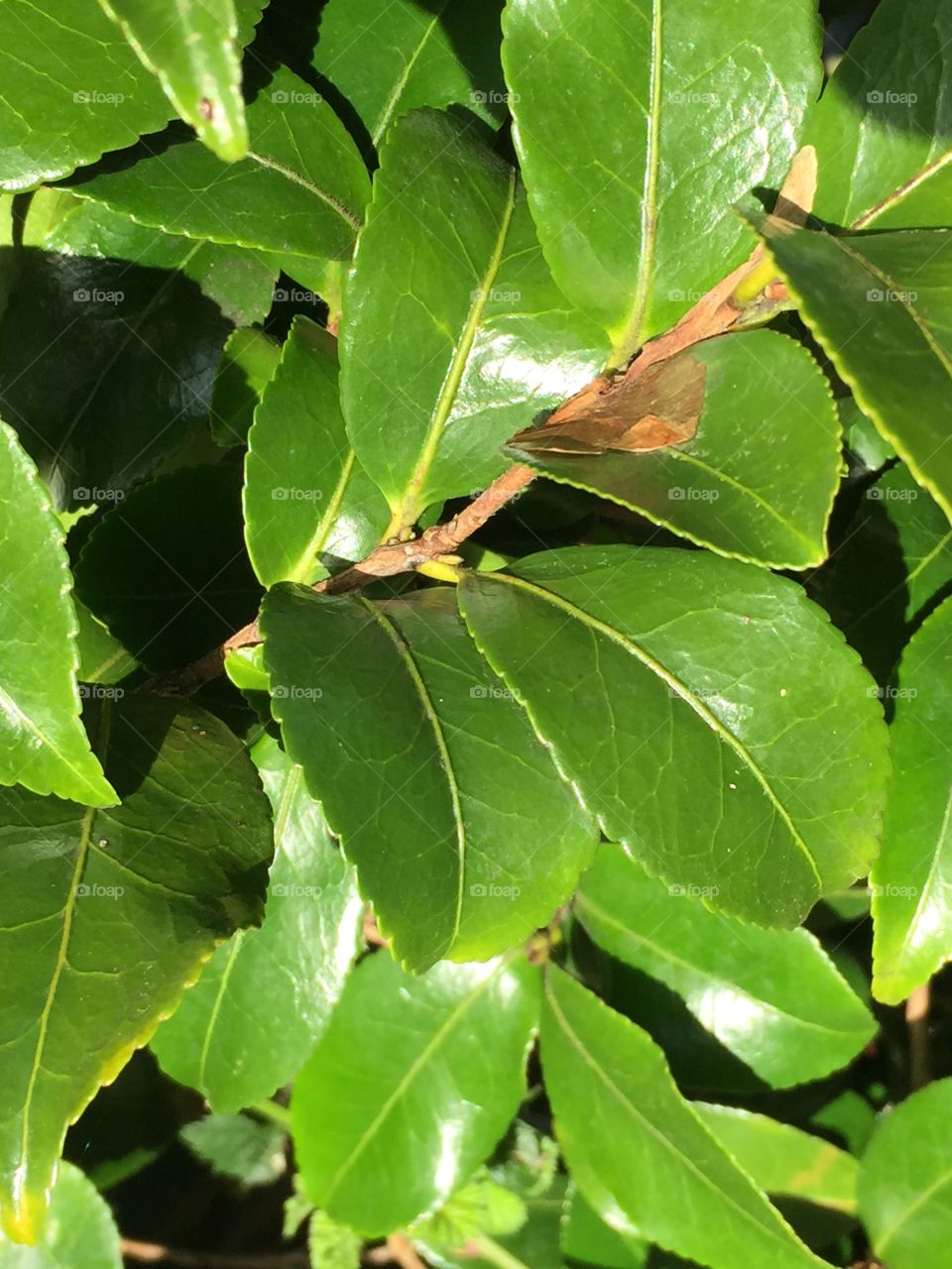 Shiny green leaves 