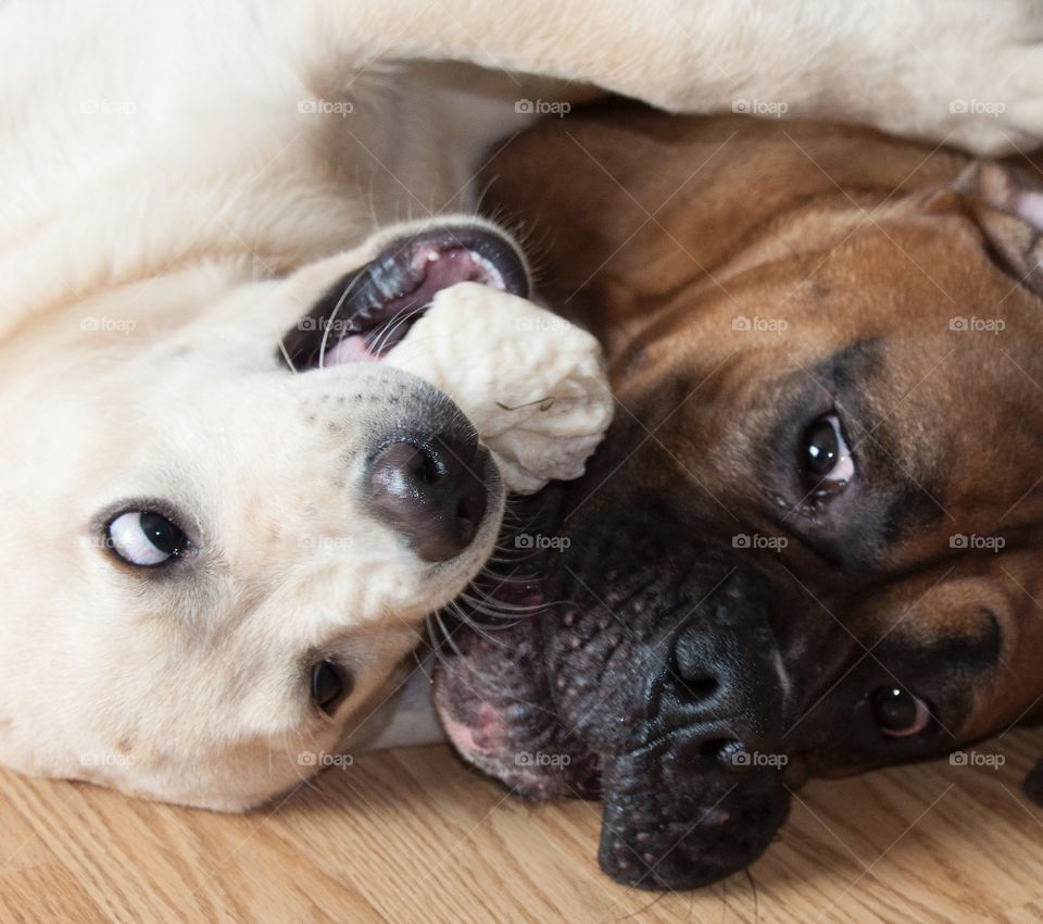 A boxer and a yellow Lab playing 