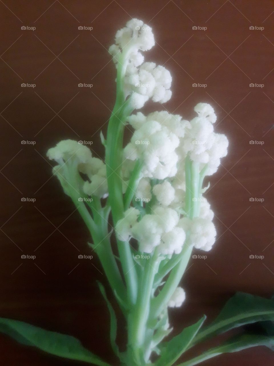 ohoo, first cauliflower grown by me in our garden