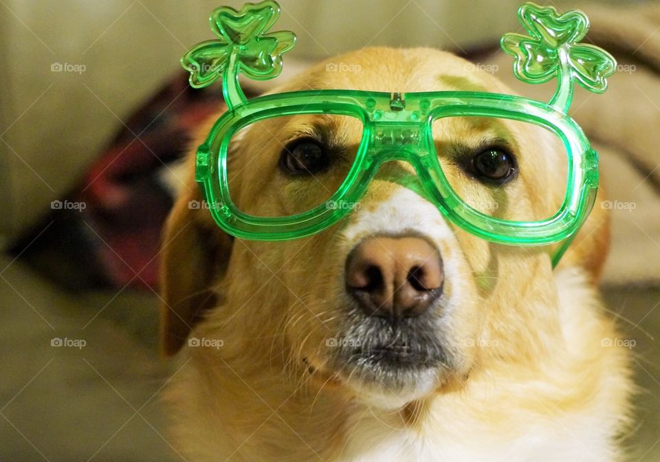 Close-up of dog wearing funny glasses