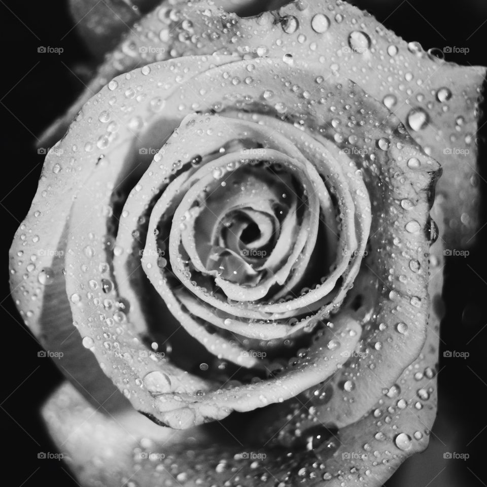 Closeup of rose covered in droplets of water. The thing I like the most about this photograph is the way it somehow depicts a spiral that emerges from the center of the flower. I took this photograph while playing with angles. 