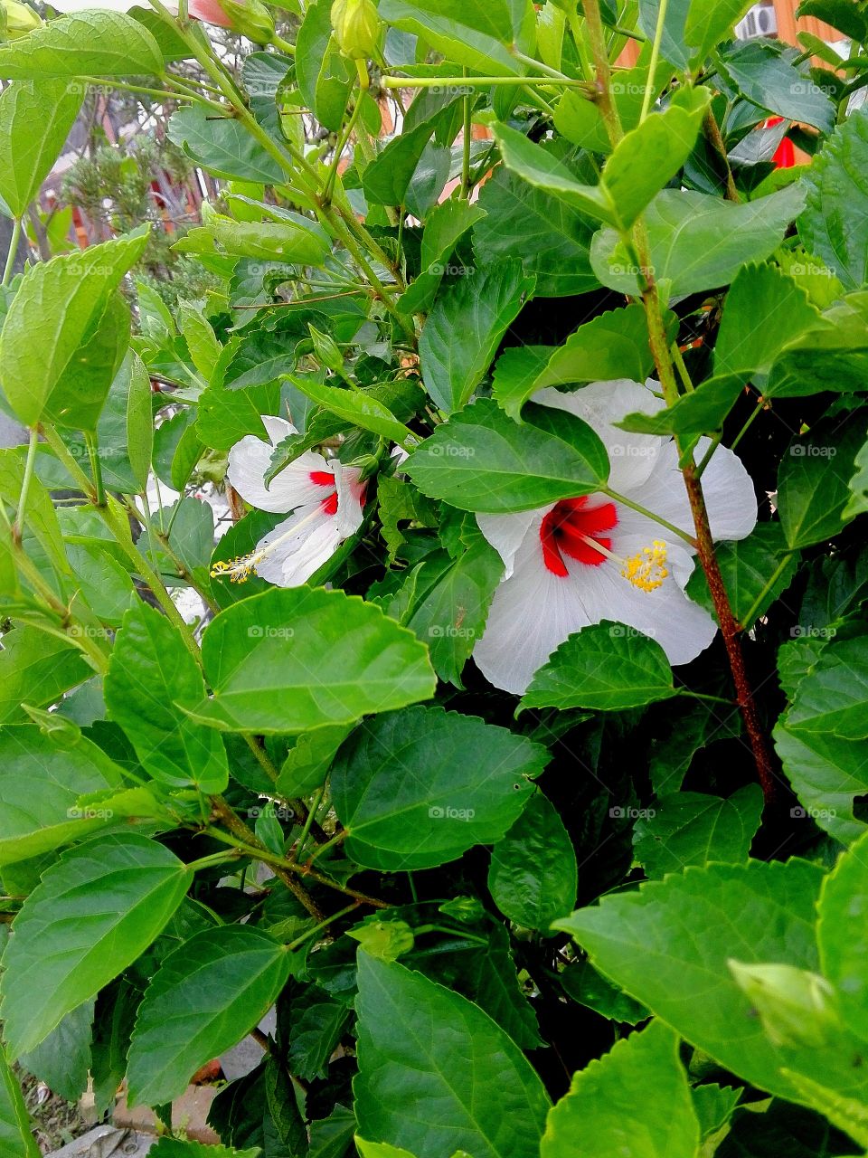 asian white flower