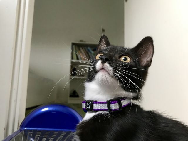 Surprised cat