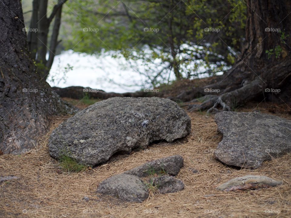 Detailed porous rocks on the forest floor amongst the ponderosa pine trees on the banks of the Deschutes River in Central Oregon. 