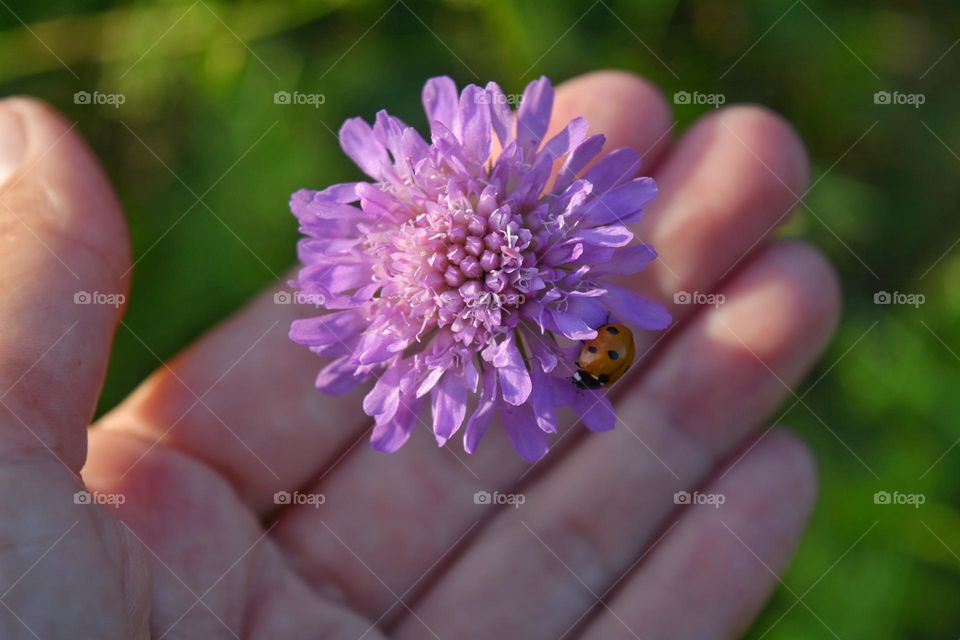 purple flower with ladybug and hand nature lovers