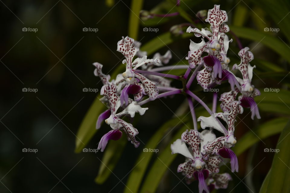 Jardín botánico, Madrid