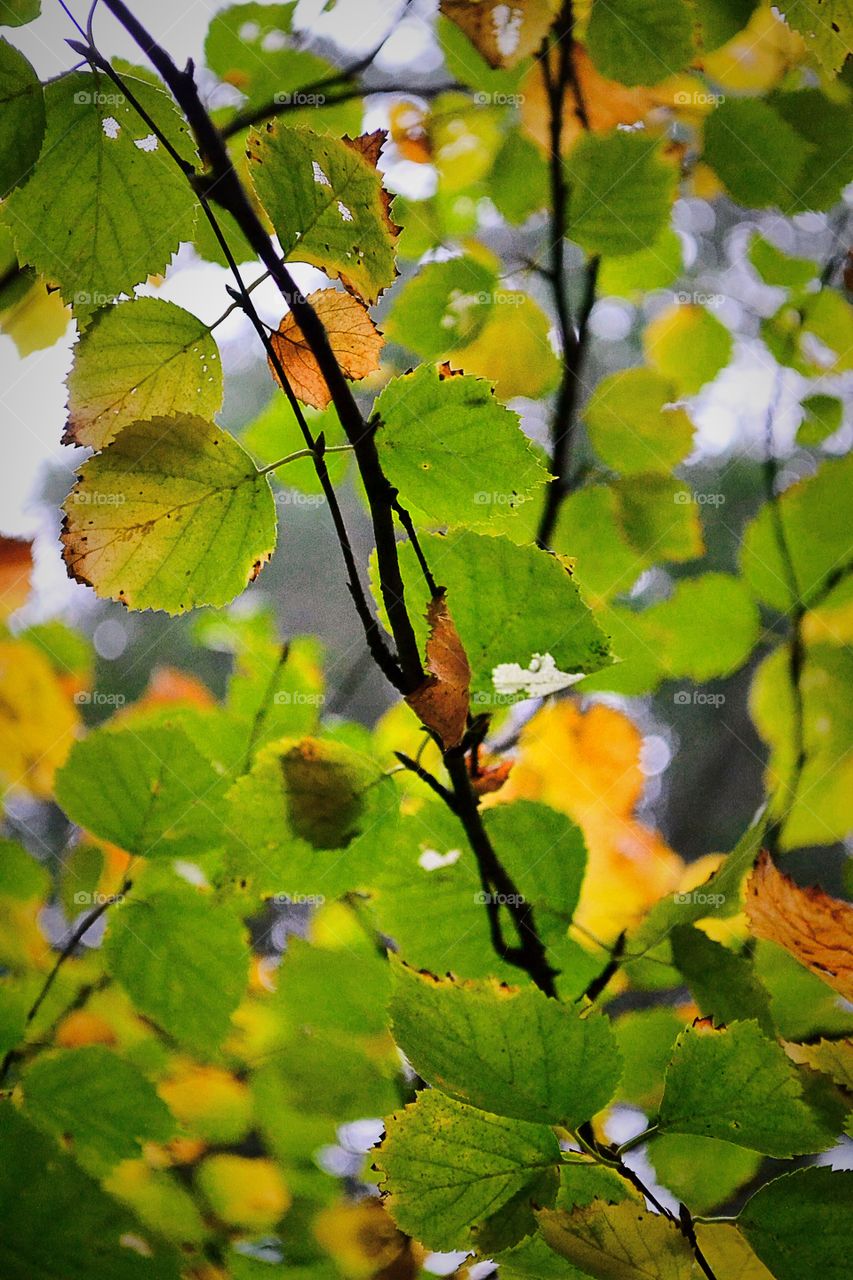 Autumn foliage