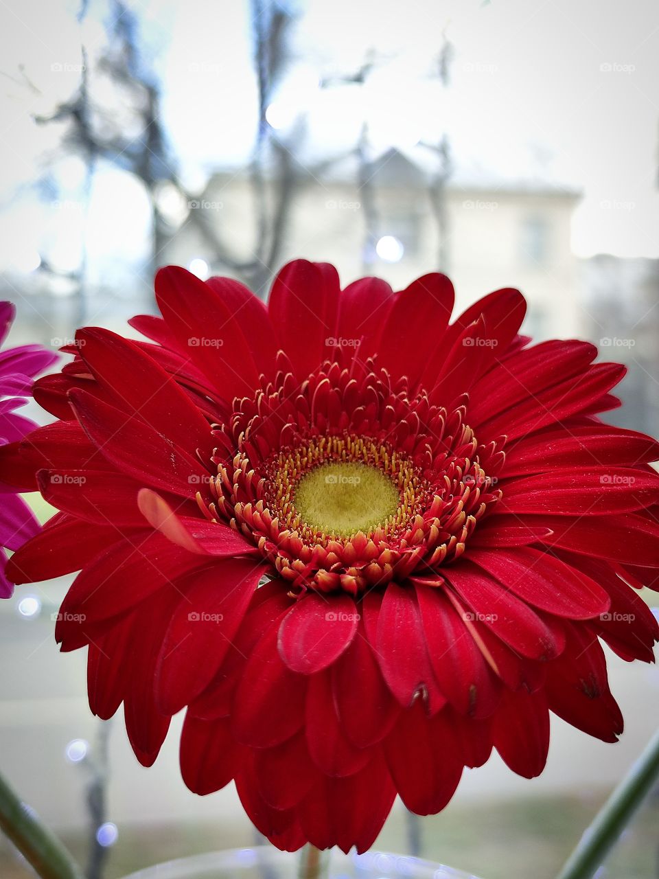 Red gerbera on the background of diode bulbs