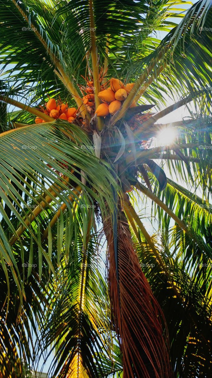 Yes I know a palm tree🌴..but silly me didn't think those where really coconuts because of their color and abundance..