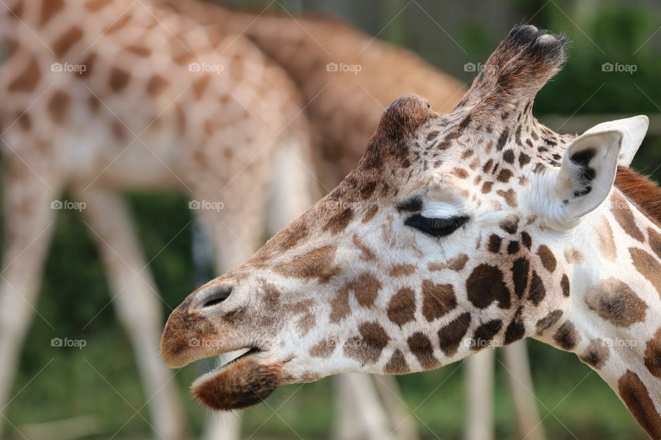 giraffe