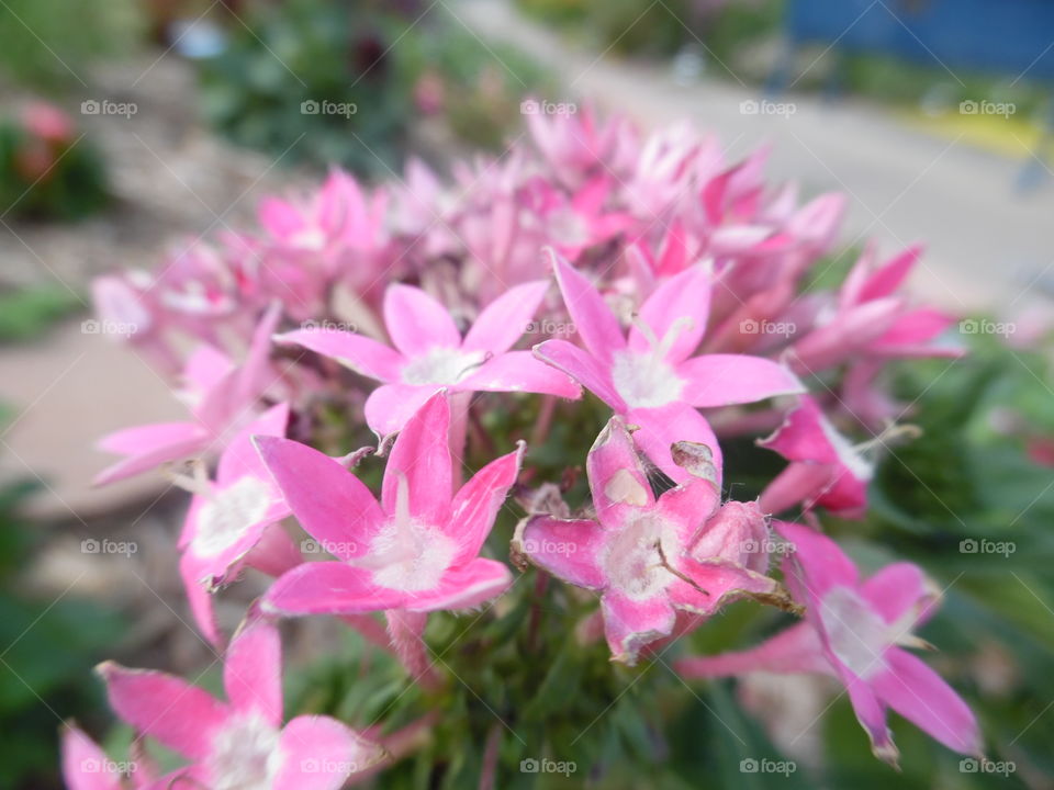 pink flowers