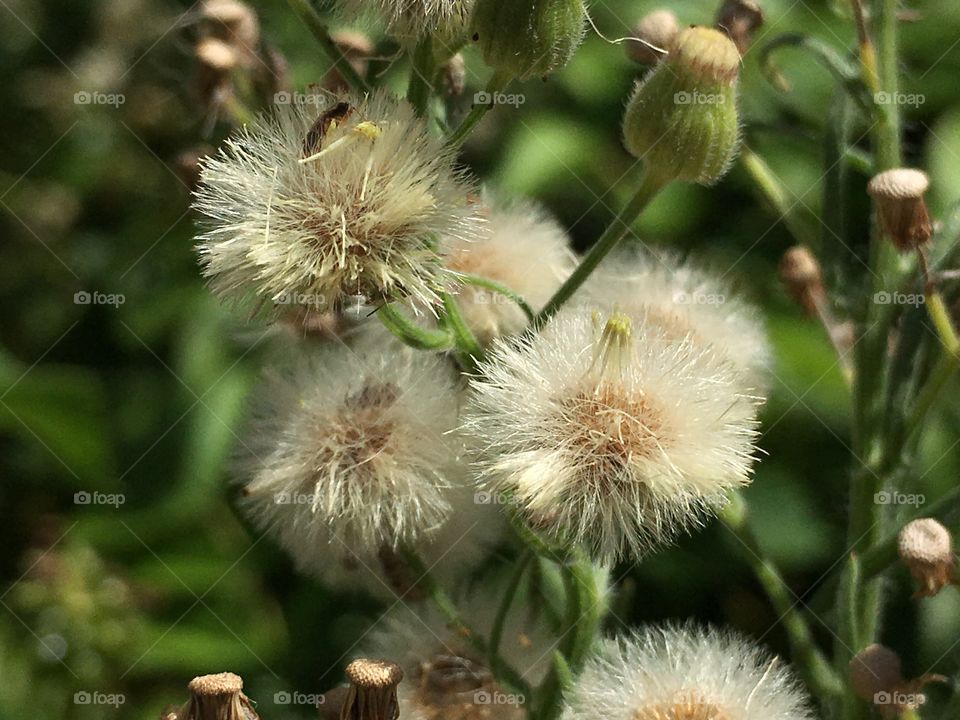 Weeds are beautiful too... And a sure sign of Spring!