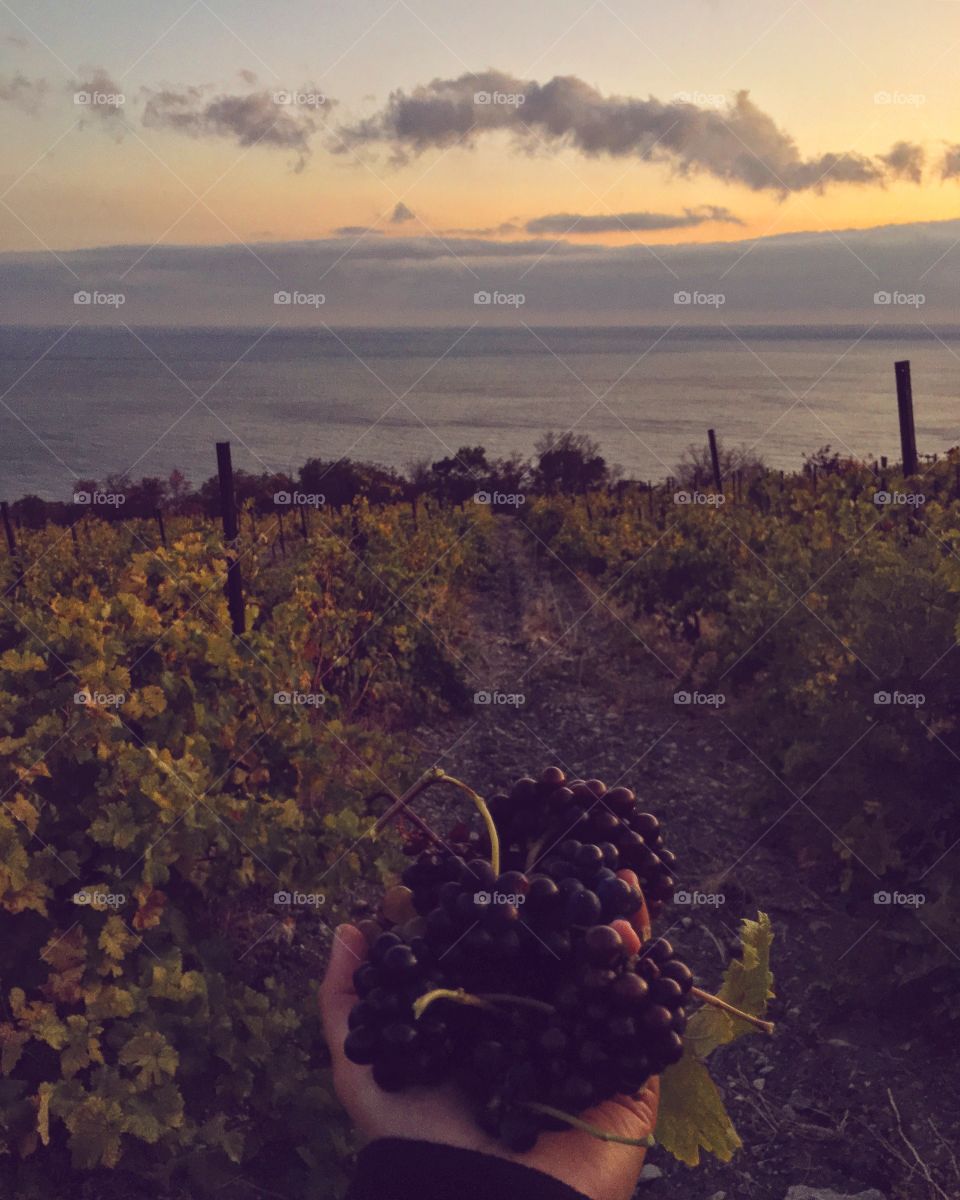 Grape field in mountains 