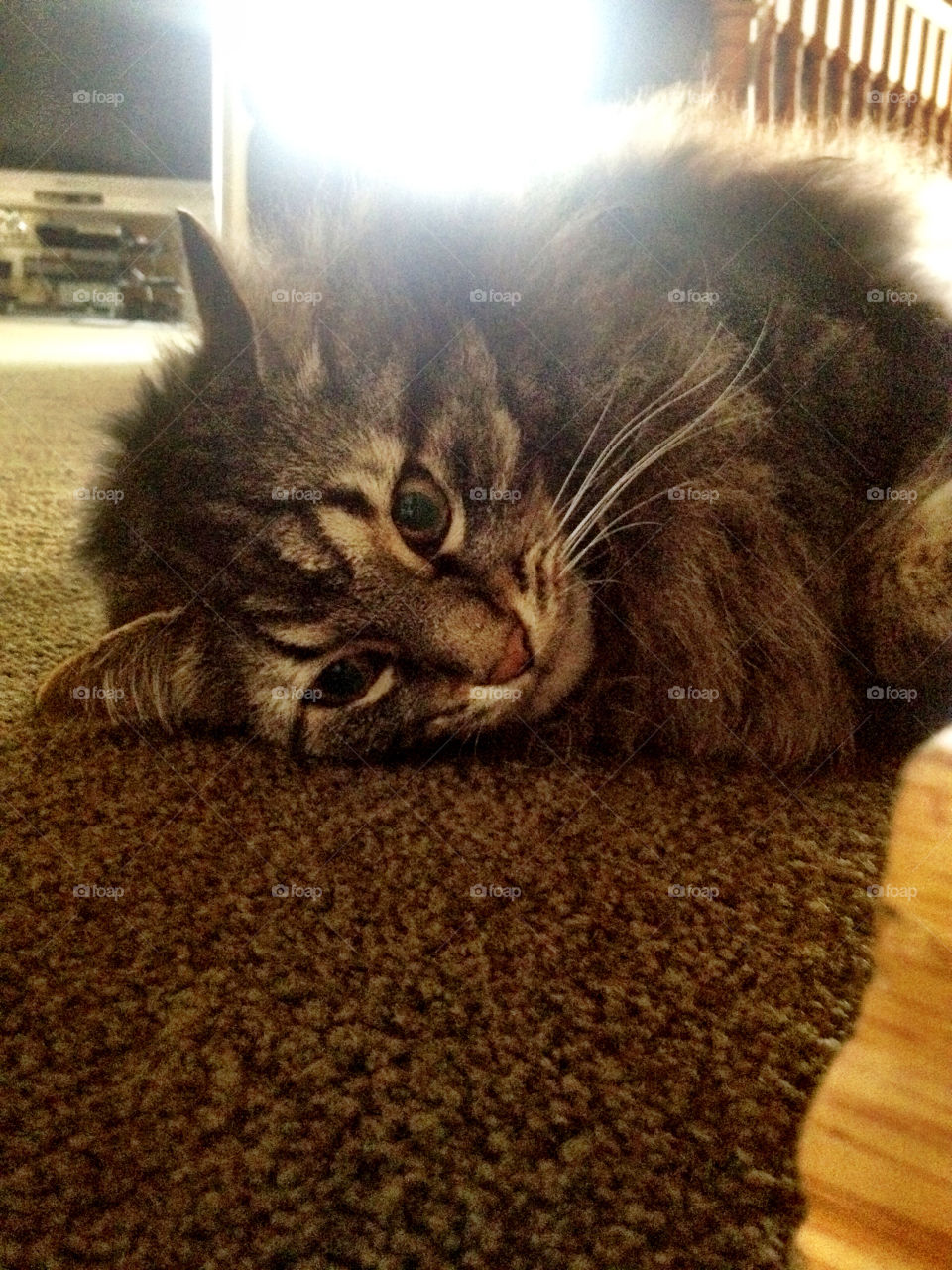 house cat playing funny by stykellee