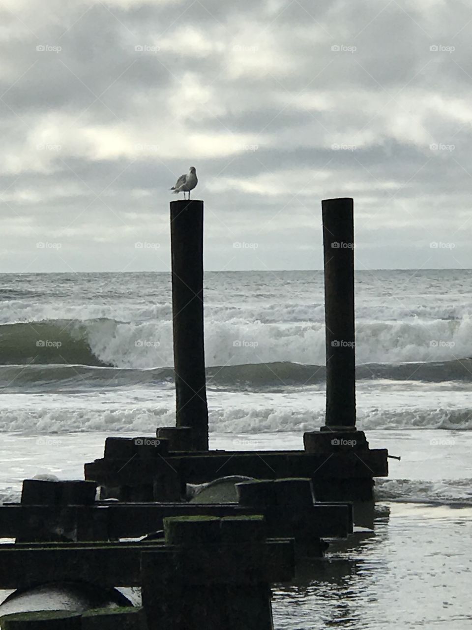 Perched seagull 