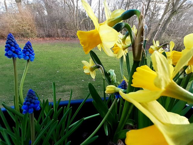 spring is coming