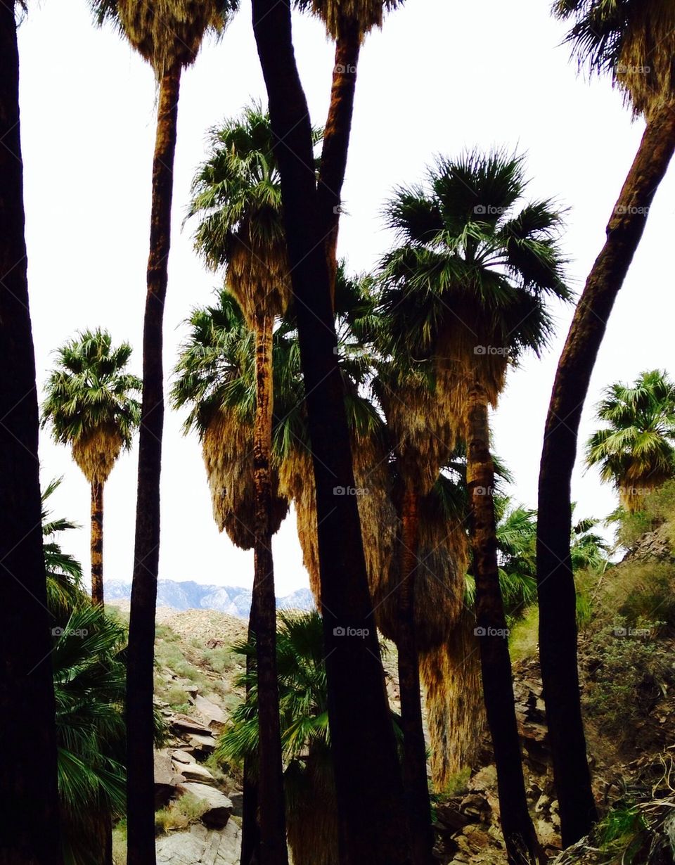 Jungle of palms