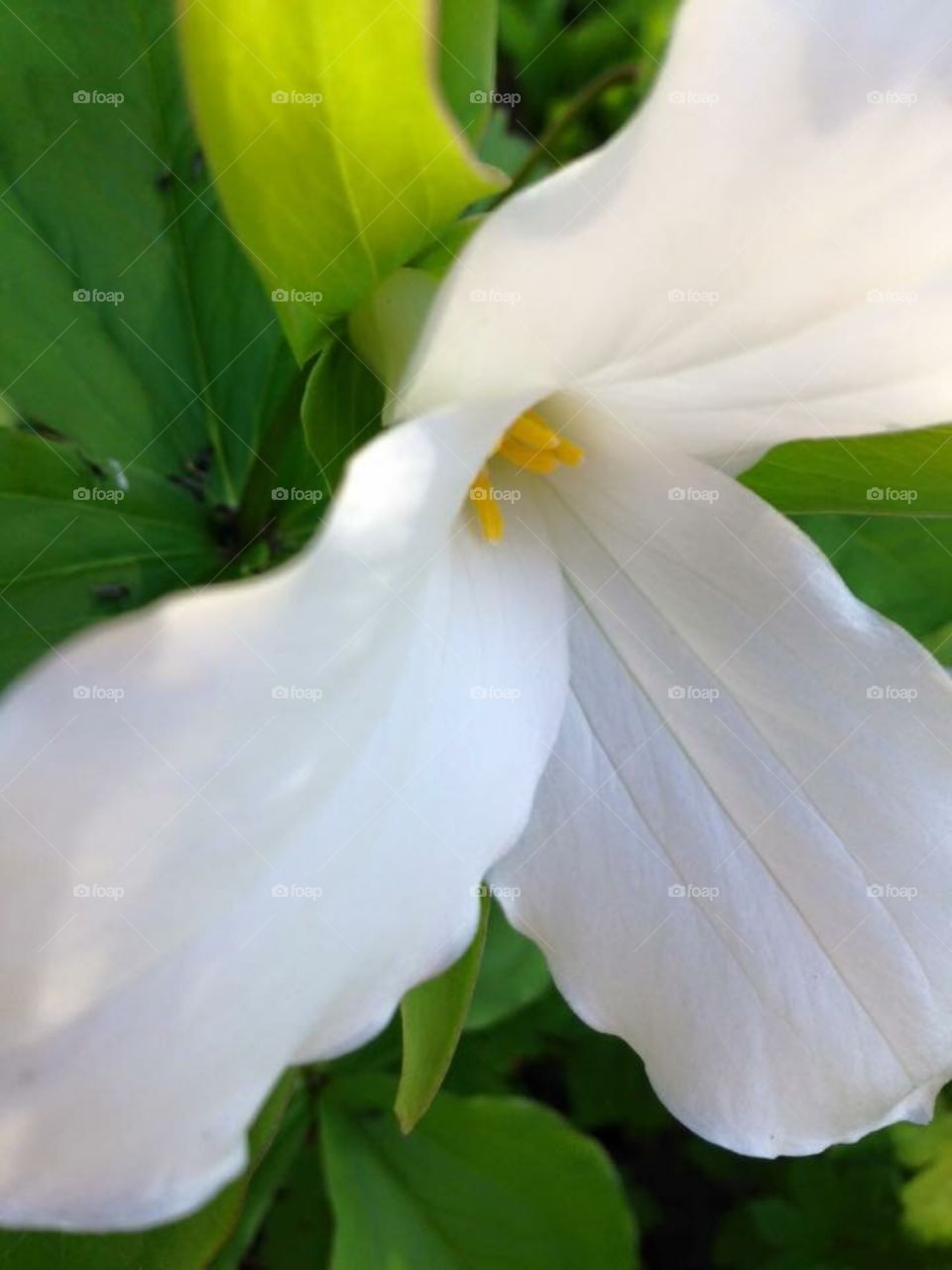 Front side view of an Ontario white trillium flower 