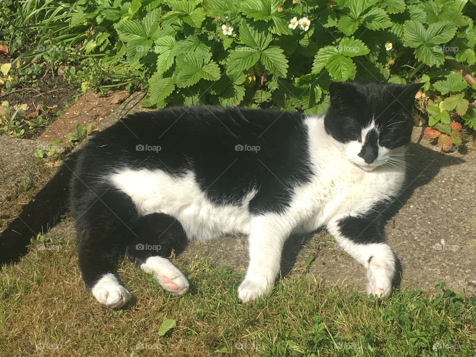 Cat in an English county garden in the summer