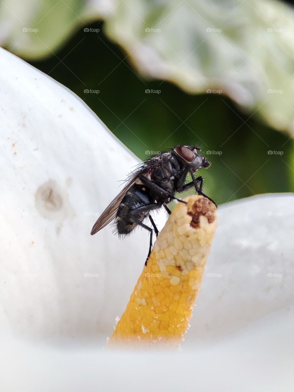 Fly on flower stamen,