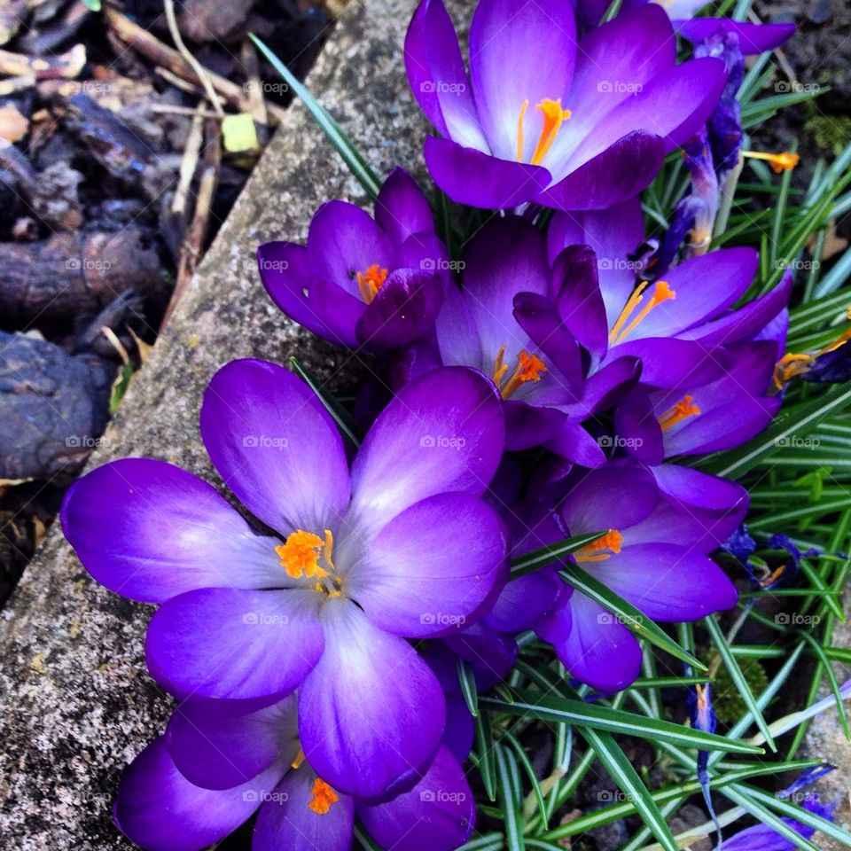Crocus'