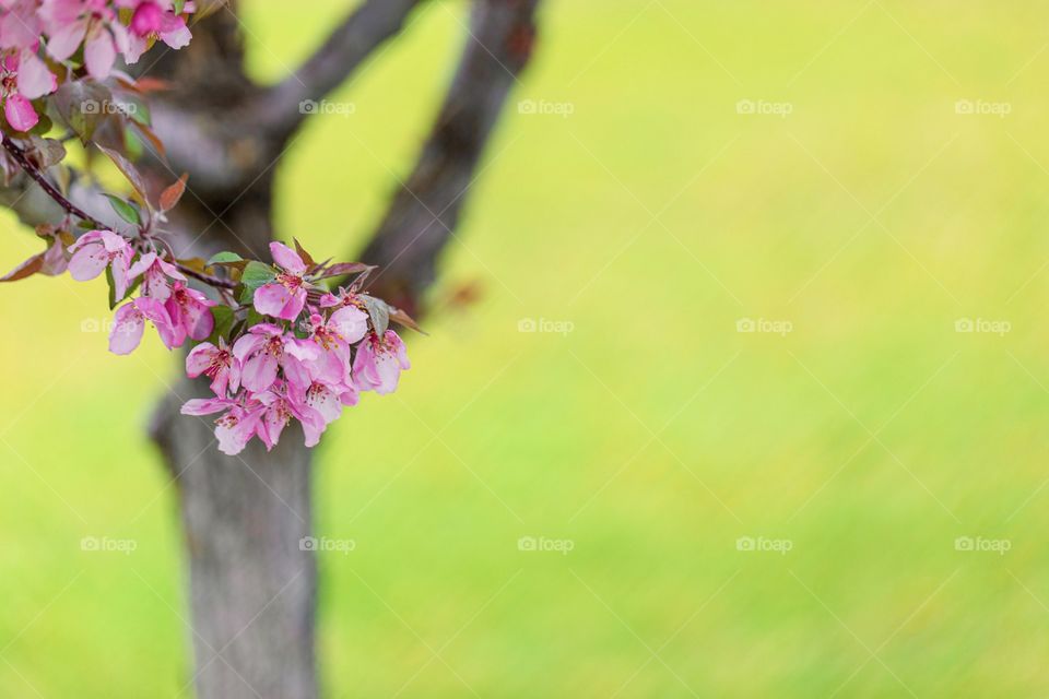 Spring flowers 