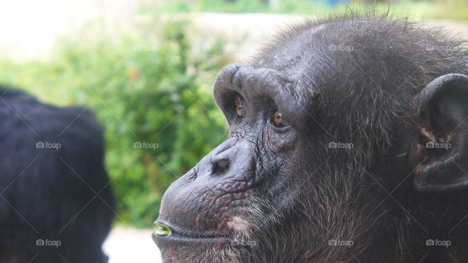 Chimp chewing green plants