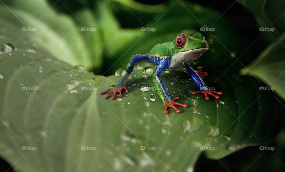 mini frog on a leaf getting wet