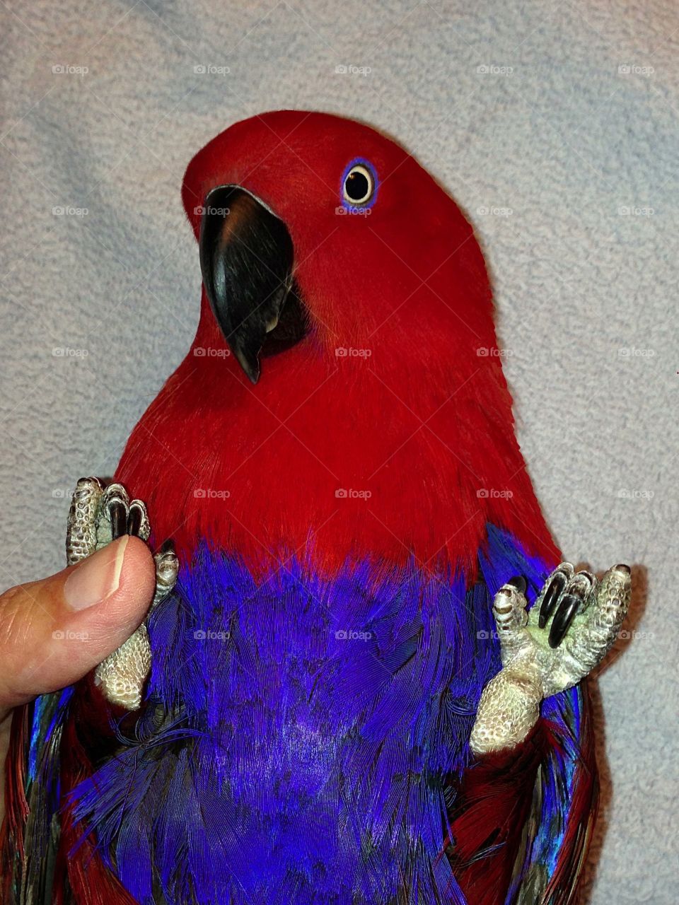 Beautiful red Eclectus pet parrot being so trusting and so loved.  