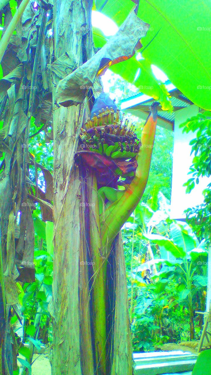 The wonders of nature!
@Banana tree bears fruit on its body..