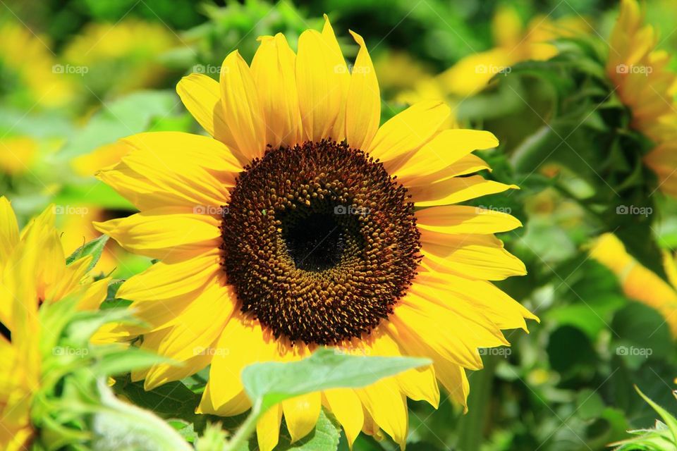 Close-up of a sunflower