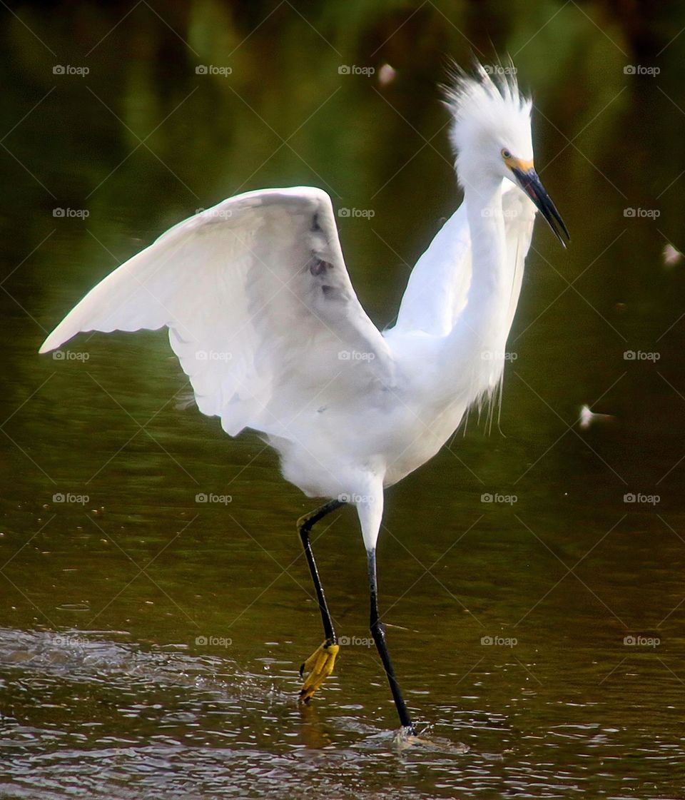 Snowy Egret Chasing Away Competitor
