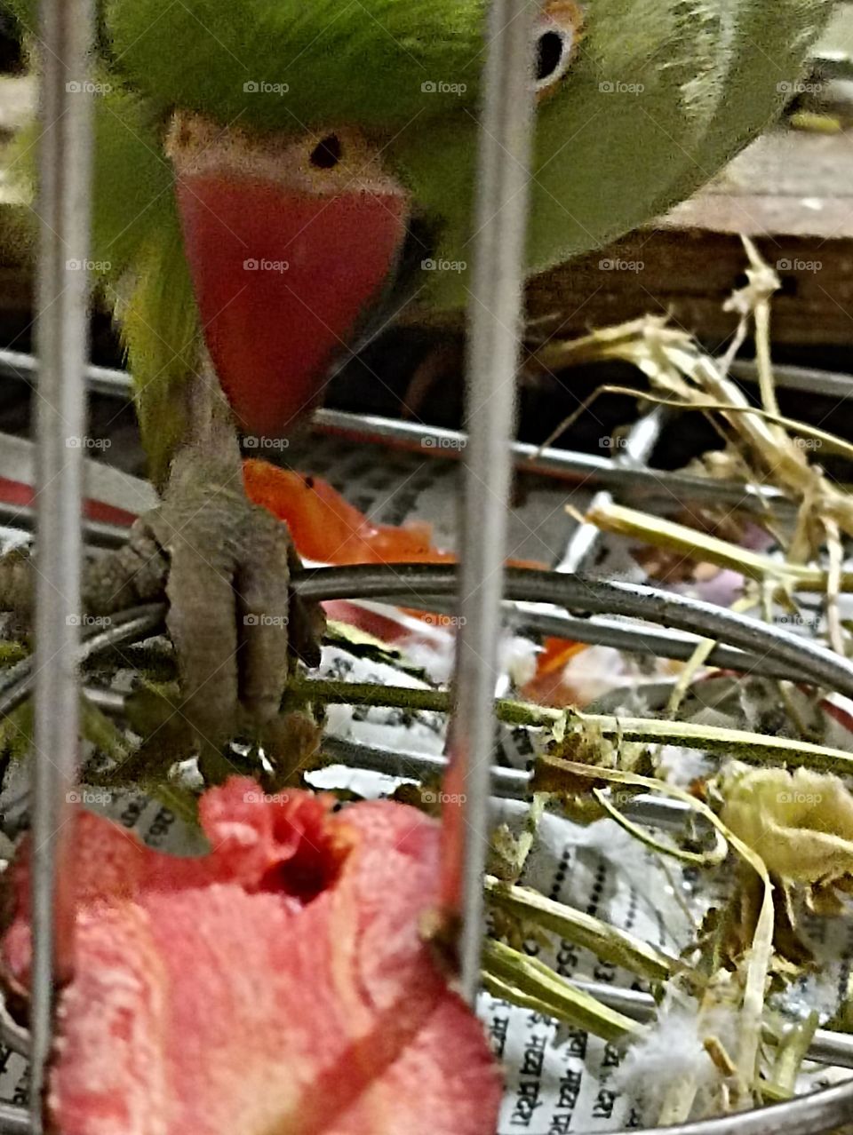 🥕🥕 carrot eating telling me to take pictures 🌆🏜🌠