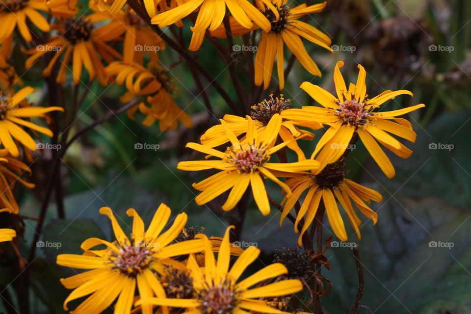 orange big wild flowers autumn