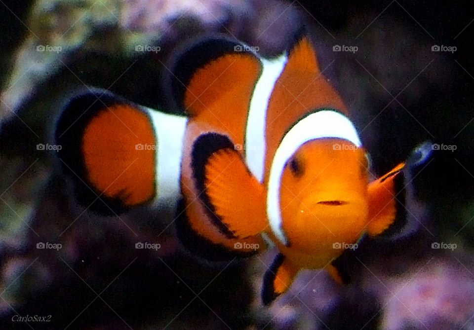 clownfish