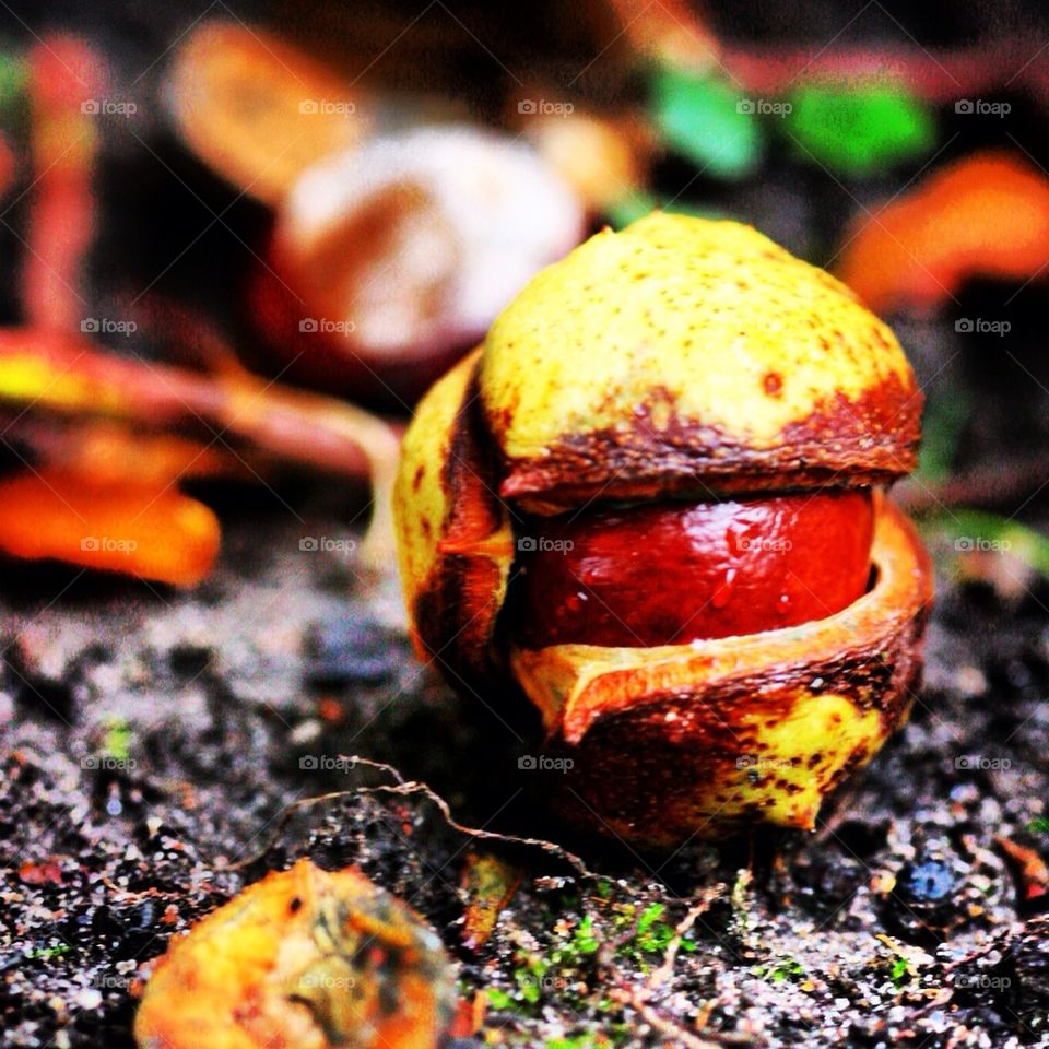 A chestnuts birth..