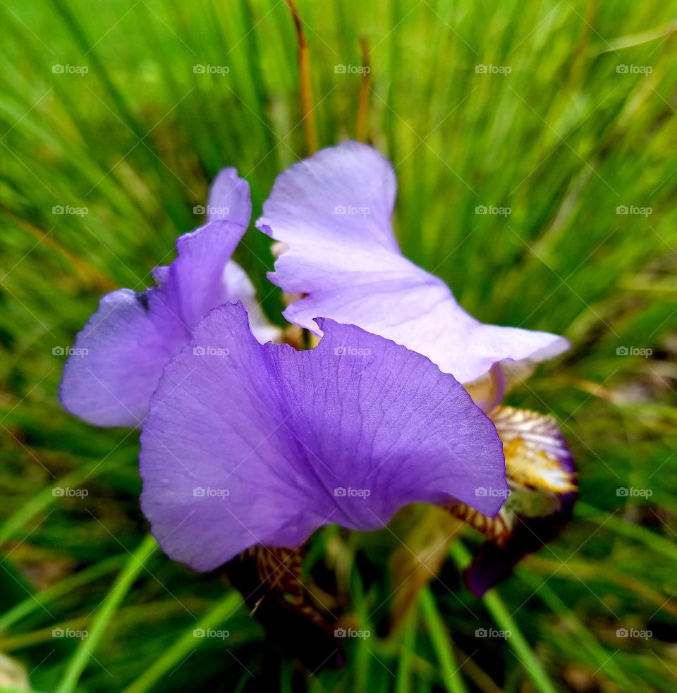 purple bearded i