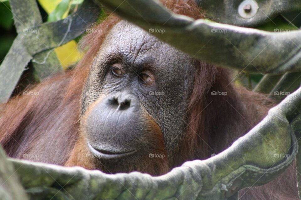Orangutan 2
