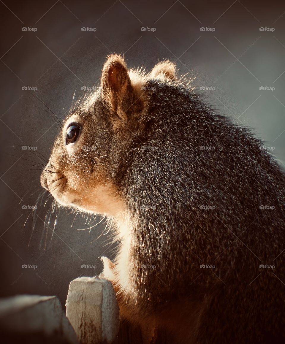 Close up of a cute fuzzy squirrel in the morning light looking out over the distance.