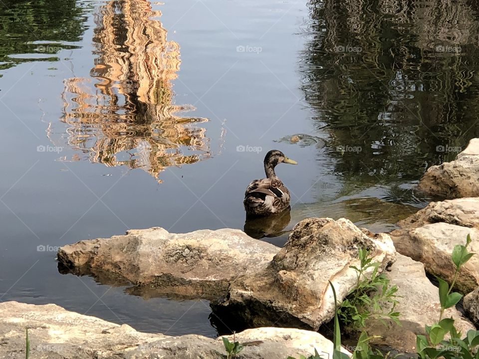 Duck near rock-interesting reflections